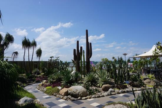 Cactus Garden