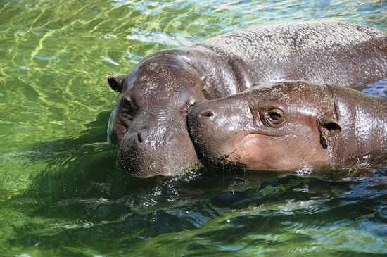 Limassol Zoo