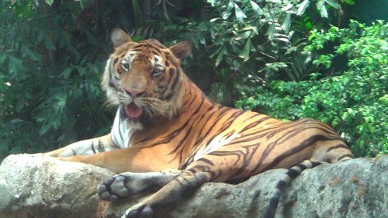 Dusit-Zoo