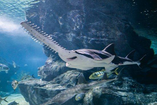 Siam Ocean World