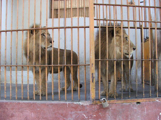 Zoo Giza