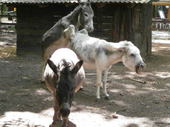 Kobelt-Zoo