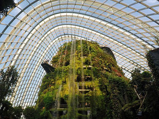 Cloud Forest