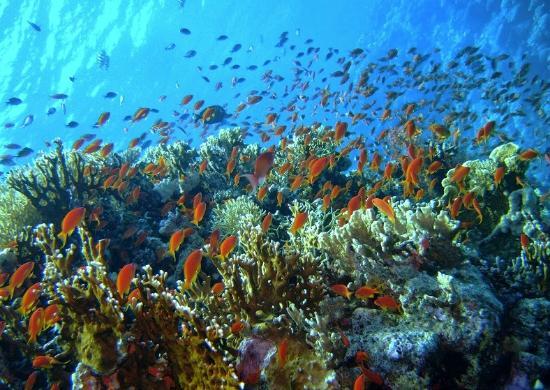 Careless Reef
