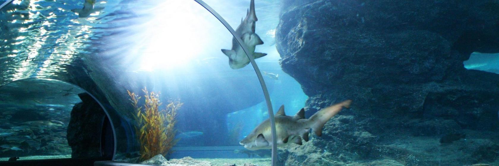 Siam Ocean World